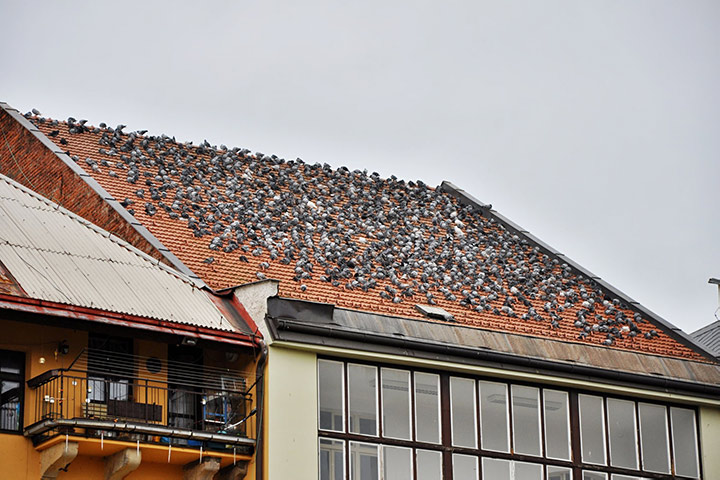 A2B Pest Control are able to install spikes to deter birds from roofs in Lancaster. 