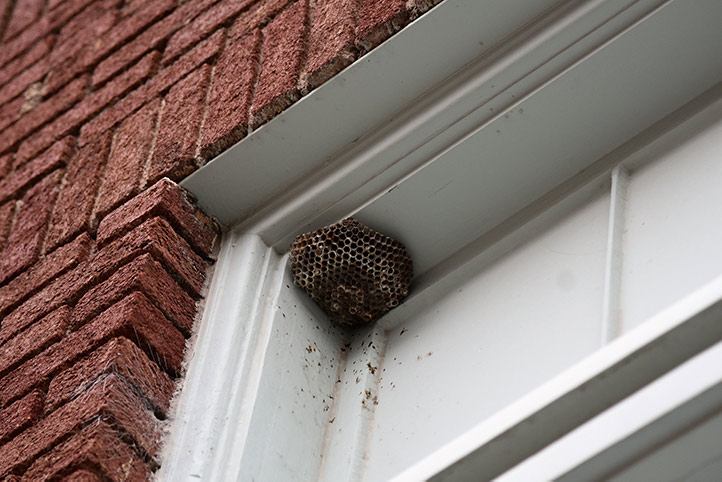 We provide a wasp nest removal service for domestic and commercial properties in Lancaster.